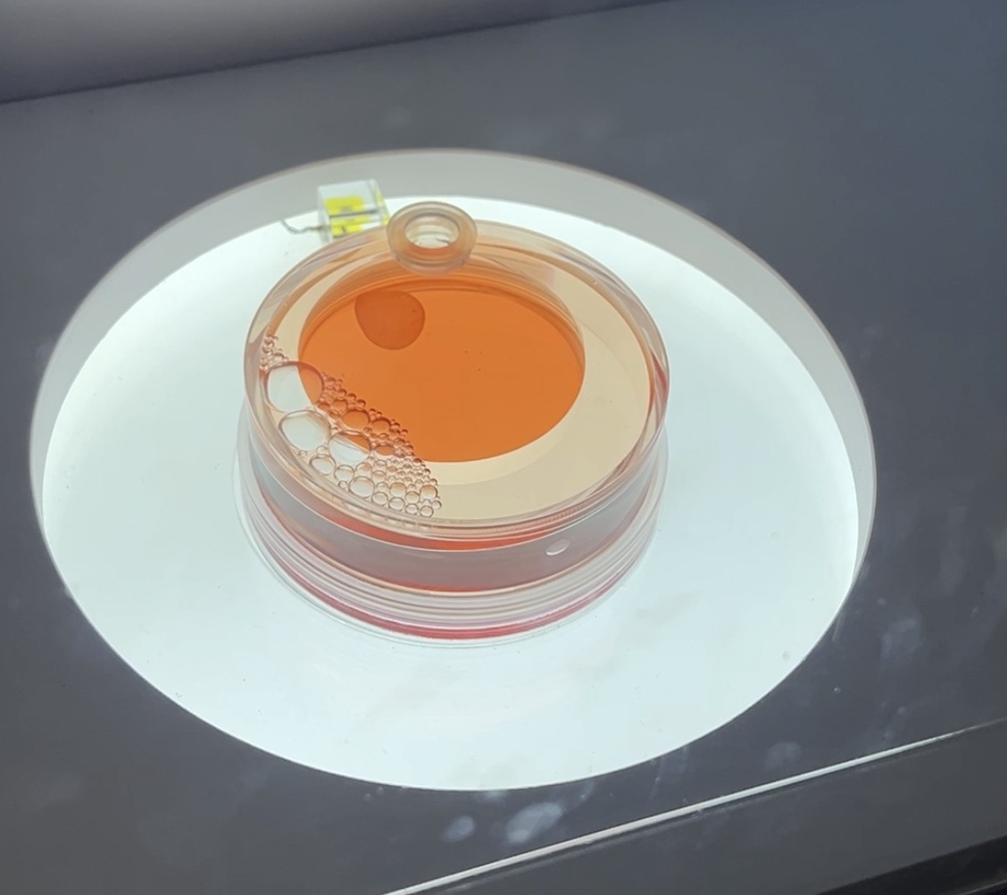 ヒトiPS細胞から作られた心筋シート